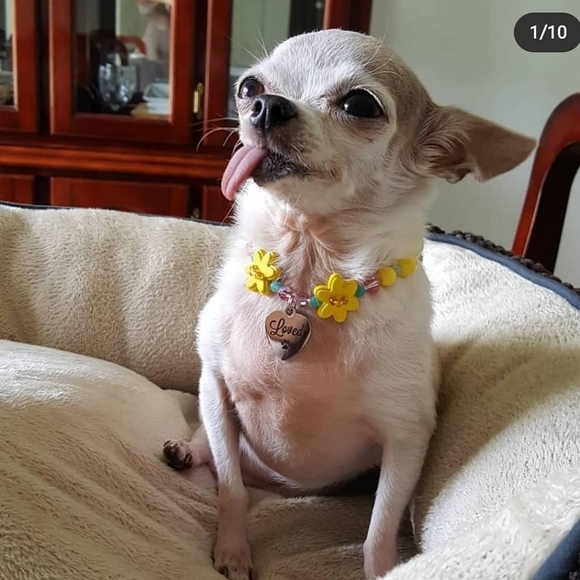 Meet your Posher, Michele - Picture 3 of 5